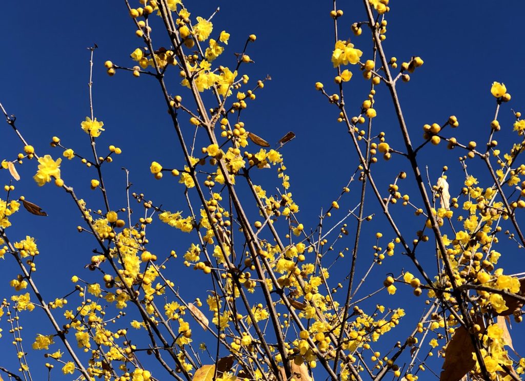 ロウバイ ロウ細工のような黄色い花 蘭にも似た香り高い花 四季折々の光景