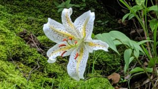 yamayuri-e1591942821945-