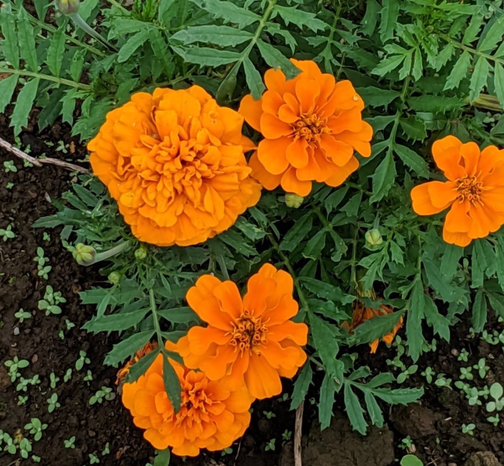 マリーゴールド 鮮やかな黄色や橙色の花で 独特の花の香り 栽培も容易で品種も多い 四季折々の光景