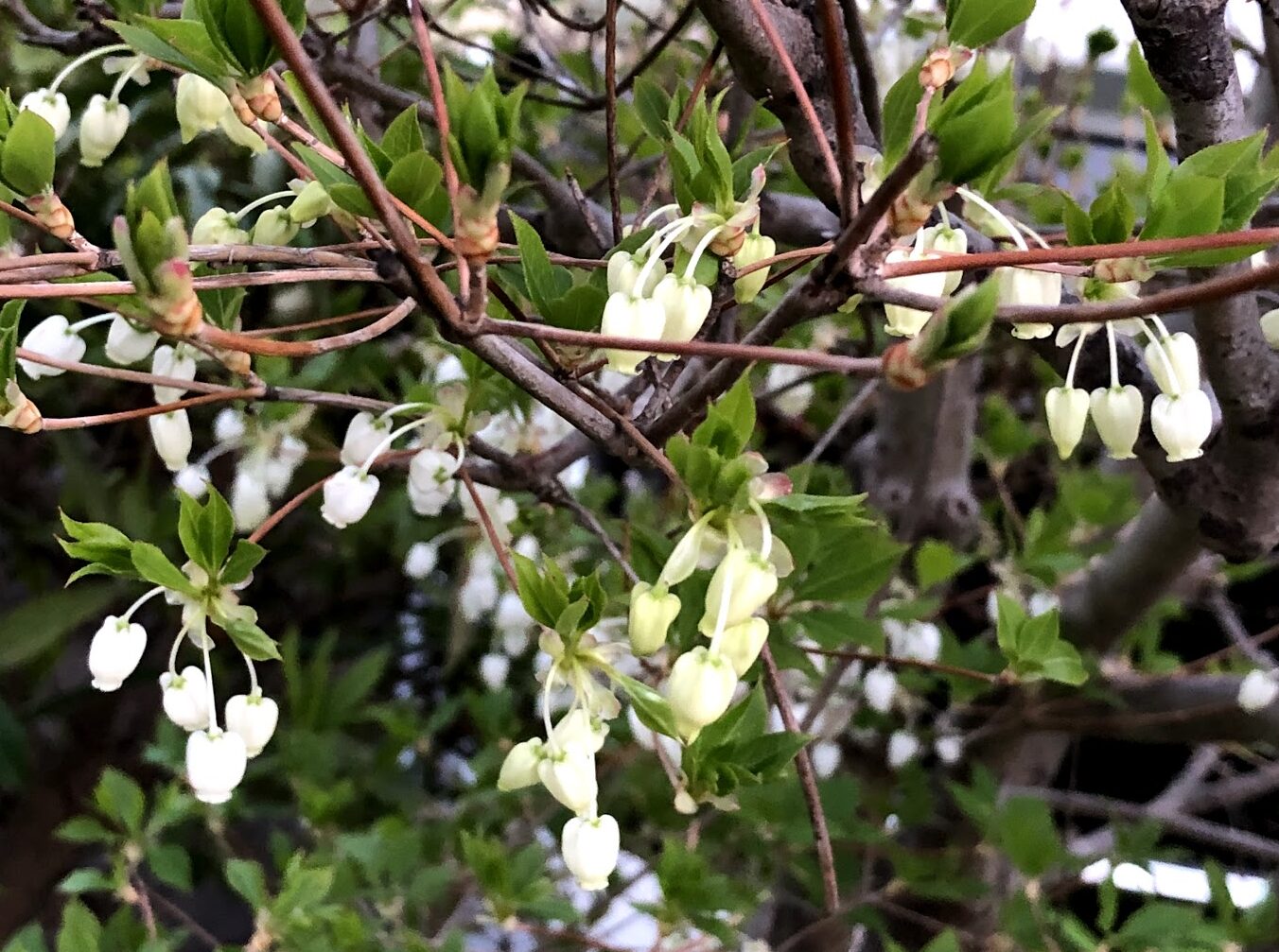 ドウダンツツジ 白いベル型の花が咲く。葉が密生する株が美しい