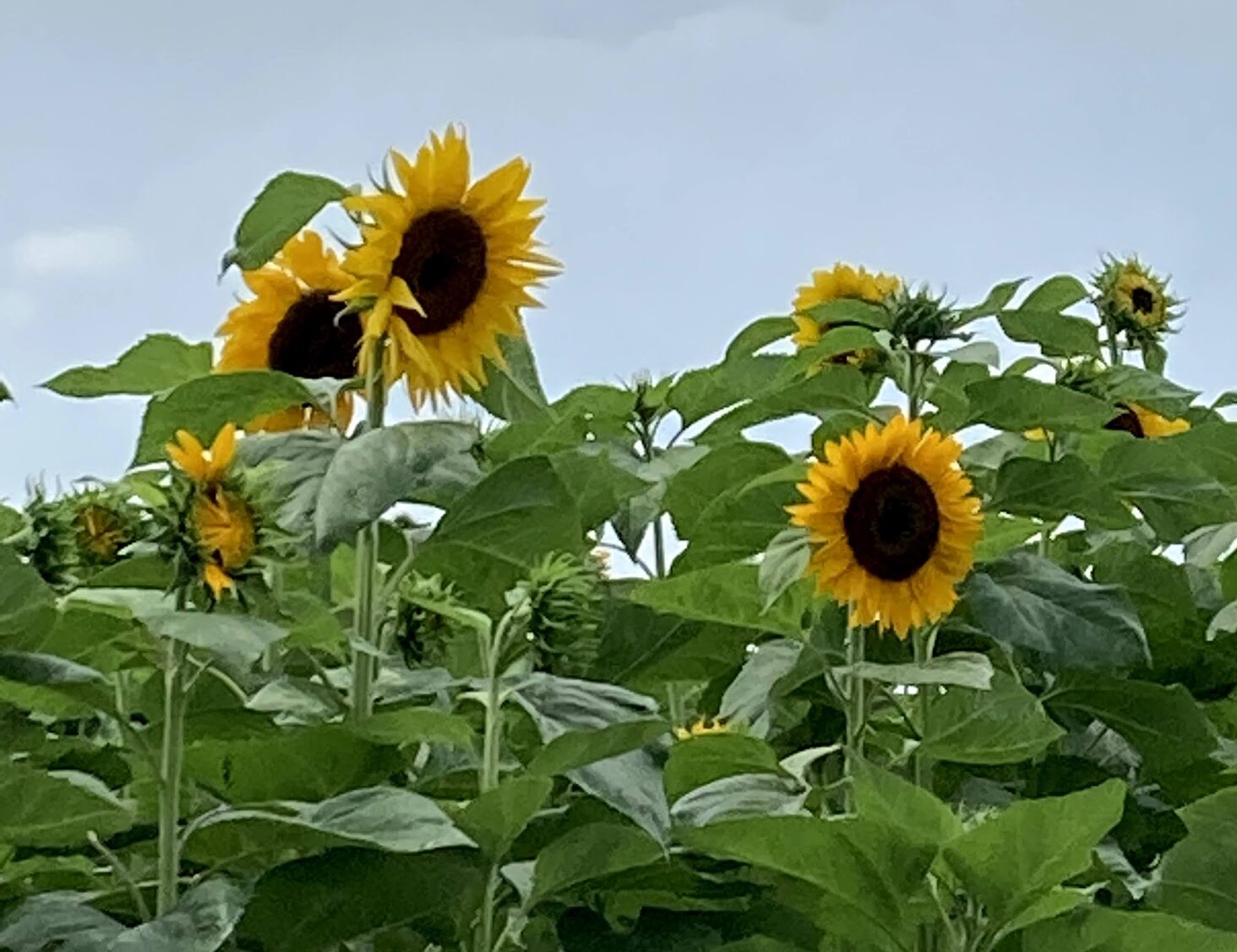 シュ-ルプランツ 超植物 世界一美しいひまわりの理想 シュ