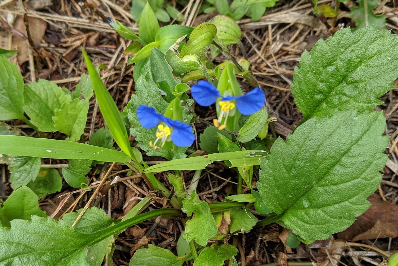 ツユクサ 早朝に花が咲き始める。万葉集にも詠まれ、日本には数種類が