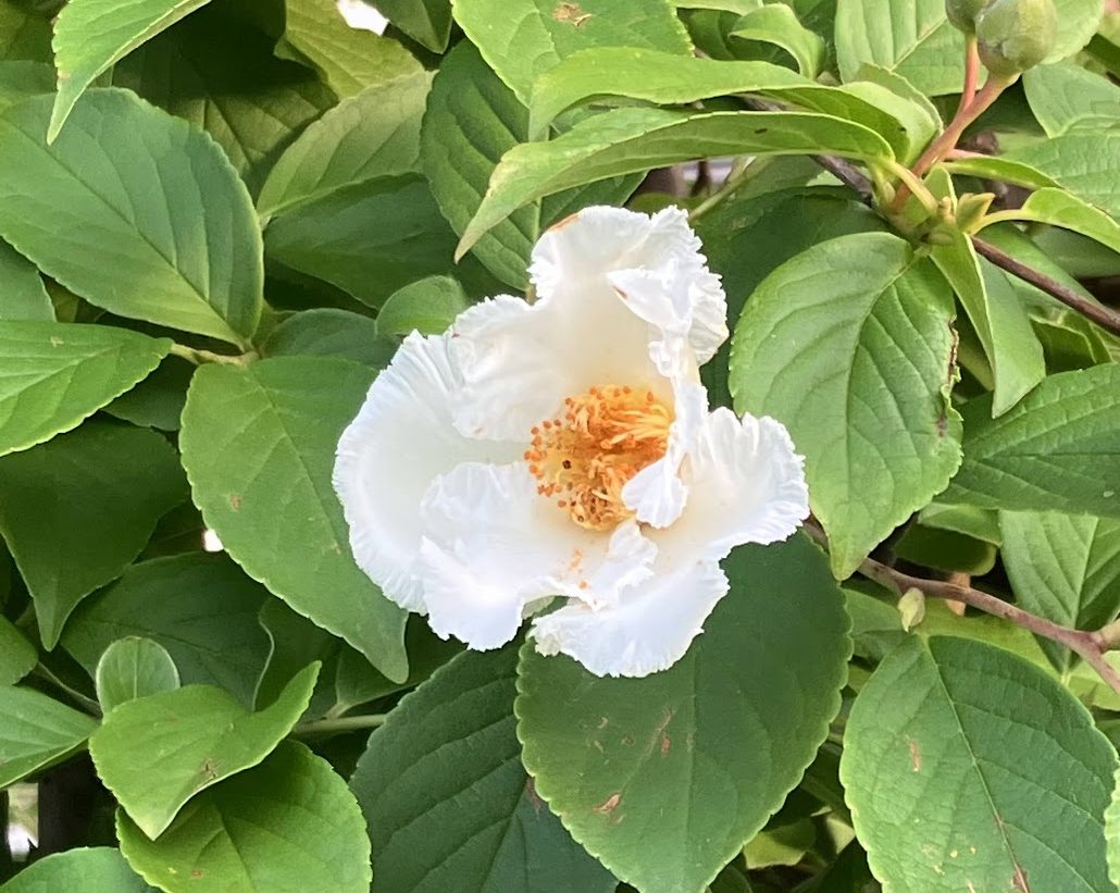 ナツツバキ ツバキに似た花を夏に咲かせ、清楚で涼しげな白い花。仲間