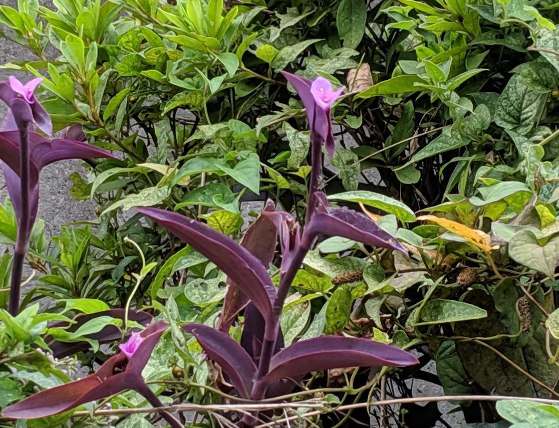 紫御殿2株。　高さ土の上約23センチ　鮮やかな紫色❣ 紫御殿2株。 高さ土の上約23センチ 鮮やかな紫色❣