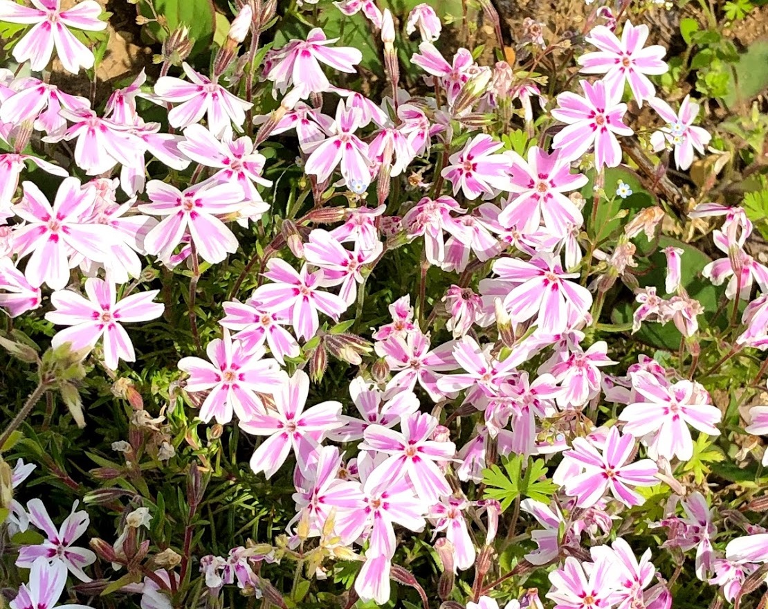サクラサク様 江戸切子 砂切子 サクラサク オールドサイズ | ギフトショップ